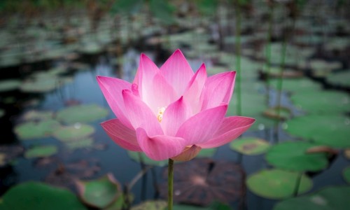 貔貅最旺的属相-水晶貔貅的功效与作用网—知名的水晶貔貅的功效与作用禁忌网站,分享水晶貔恘的作用知识